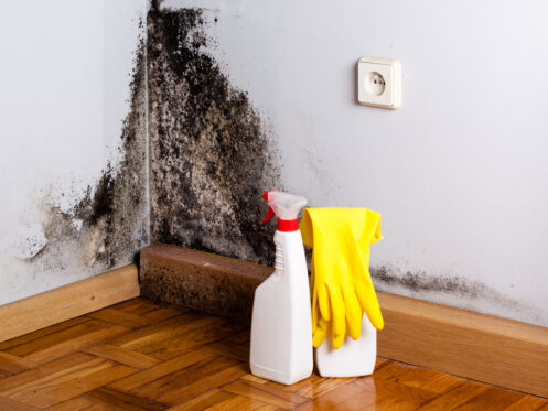 How to Prevent Bathroom Mold Through Proper Plumbing