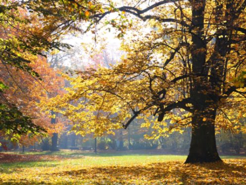 Tree Roots in San Jose, CA